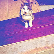 Salt N Pepper is registered to the contest to win money with this photo: cat, pet, floor, wood, tile, collar, indoor, shoe, curious, sitting, animal, domestic, feline, plank, background, concrete, closeup, looking, household, quiet