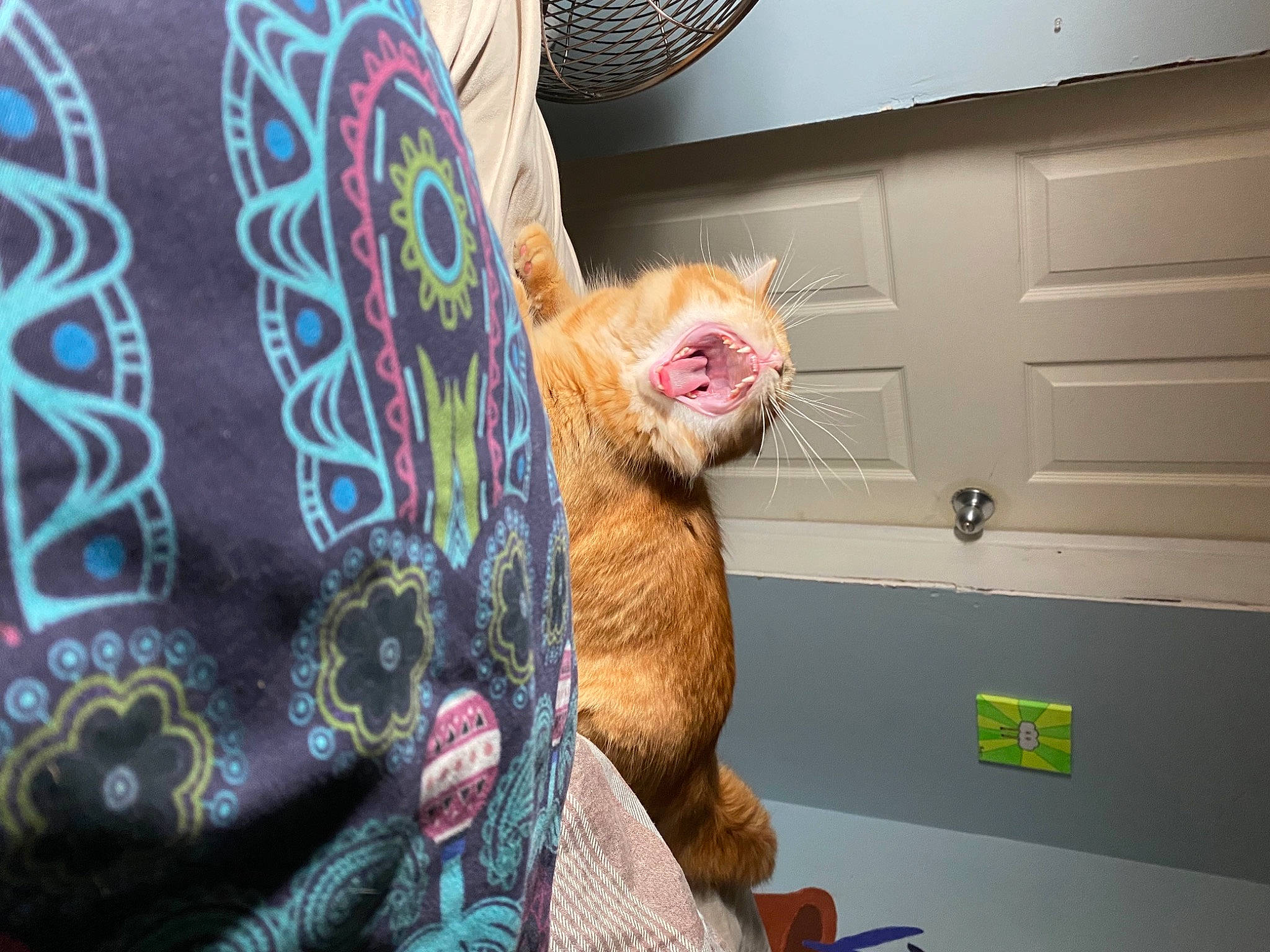 Leo is registered to the contest to win money with this photo: carnivore, cat, chair, comfort, couch, domestic_short_haired_cat, door, fawn, felidae, fur, house, linens, room, small_to_medium_sized_cats, tail, toy, tree, visual_arts, whiskers, window