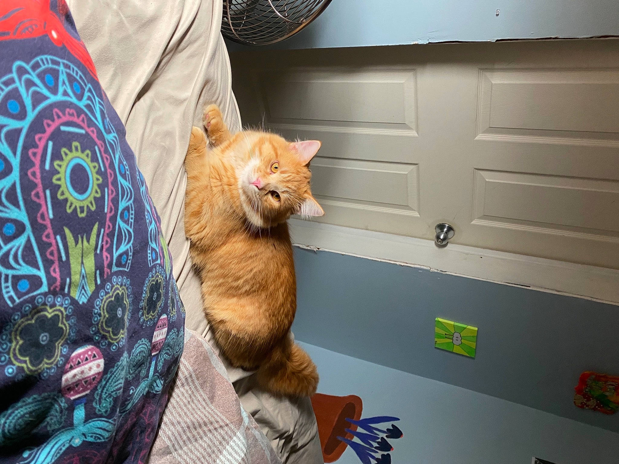 Leo is registered to the contest to win money with this photo: art, bag, cabinetry, carnivore, cat, claw, comfort, companion_dog, dog_breed, domestic_short_haired_cat, door, fawn, felidae, fur, room, sitting, sleeve, small_to_medium_sized_cats, tail, whiskers