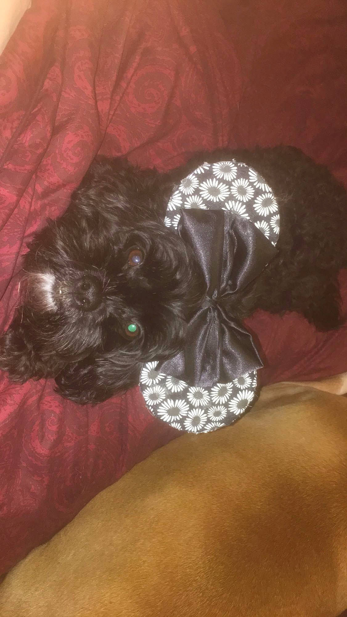 Charlee joined the competition — help win amazing prizes! bridal_accessory, carnivore, comfort, companion_dog, costume_hat, dog, dog_breed, fashion_accessory, fur, grey, hair_accessory, headpiece, jewellery, liver, pattern, tail