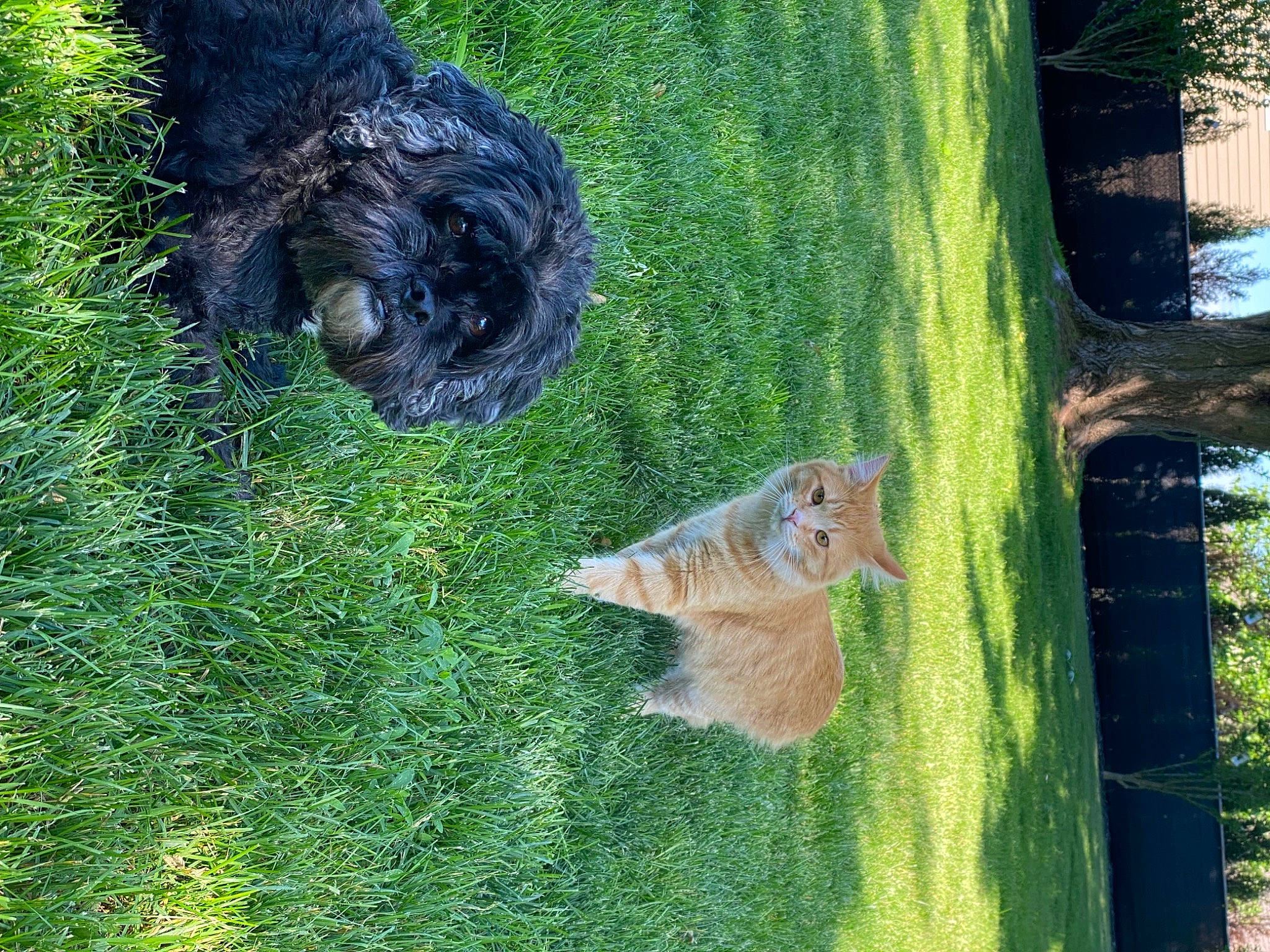 Charlee is registered to the contest to win money with this photo: art, canidae, dog, dog_breed, fawn, fur, grass, grass_family, green, groundcover, painting, pasture, plant, sporting_group, tail, tree, trunk, wildlife, wood, wood_stain