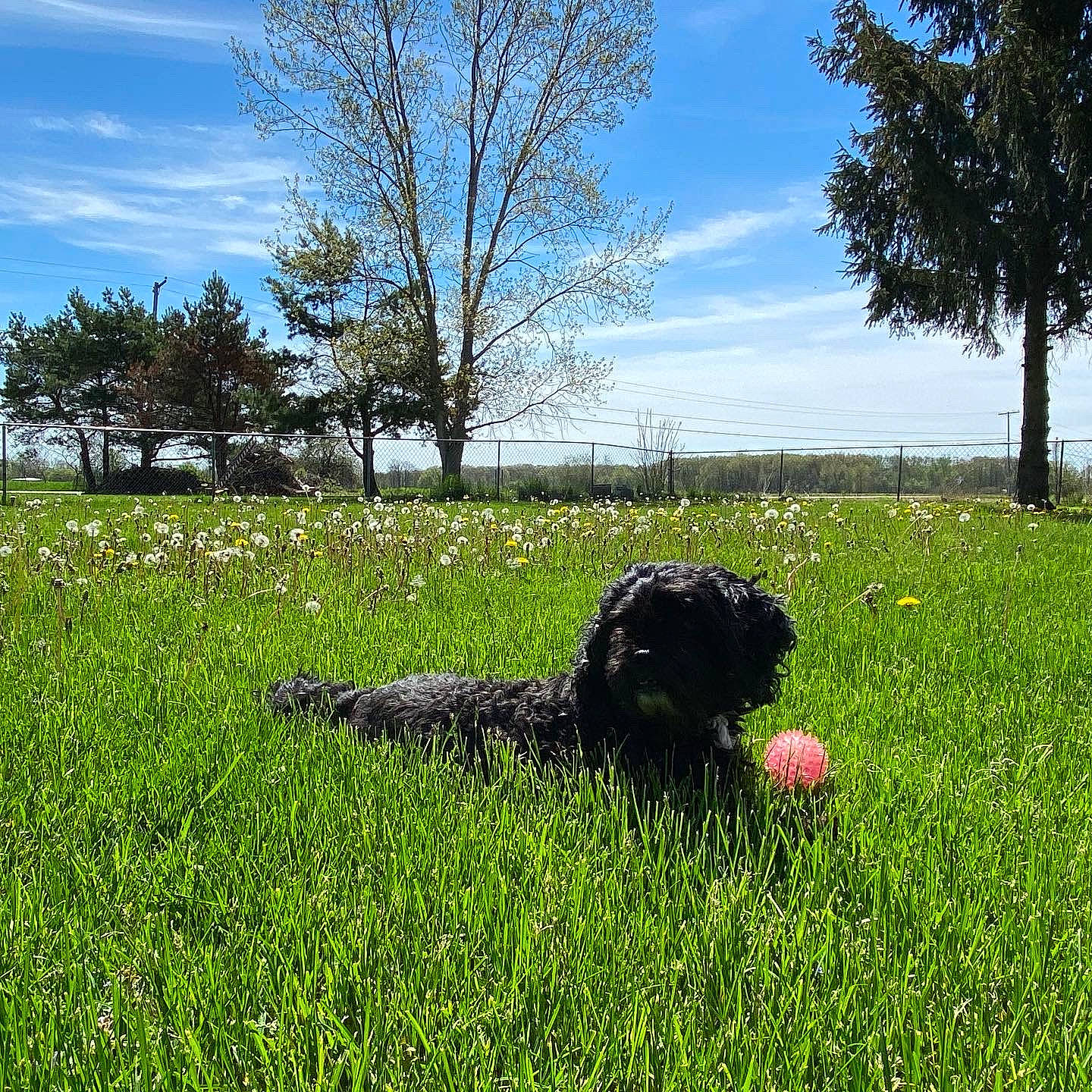 Charlee is registered to the contest to win money with this photo: carnivore, cloud, companion_dog, dog, dog_breed, field, grass, grassland, groundcover, landscape, lawn, meadow, natural_landscape, people_in_nature, plant, prairie, shrub, sky, tree, water_dog