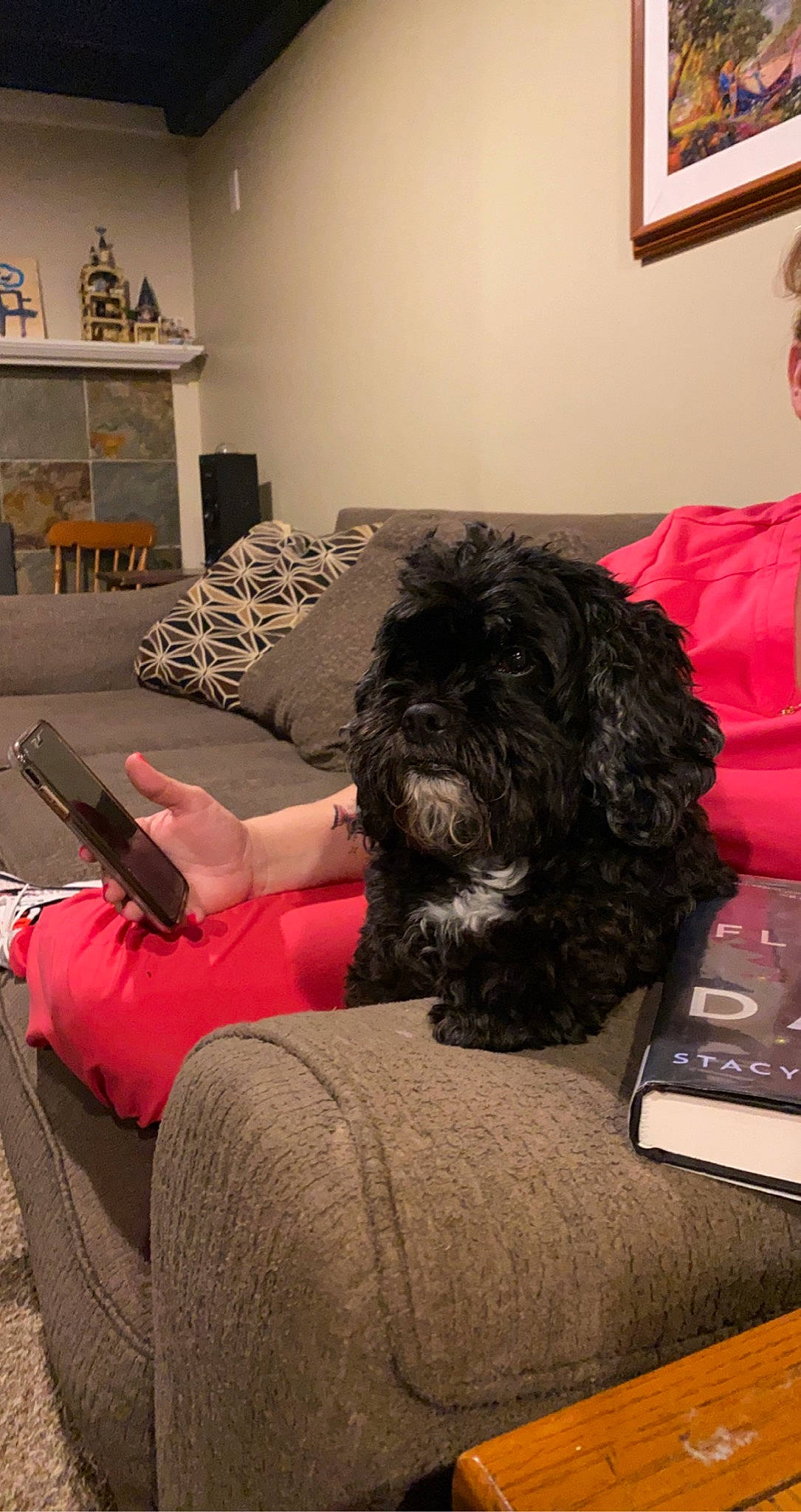 Charlee joined the competition — help win amazing prizes! bedroom, canidae, carnivore, comfort, companion_dog, dog, dog_breed, flooring, fur, furniture, human_leg, linens, liver, picture_frame, room, sitting, sporting_group, terrier, toy_dog, water_dog