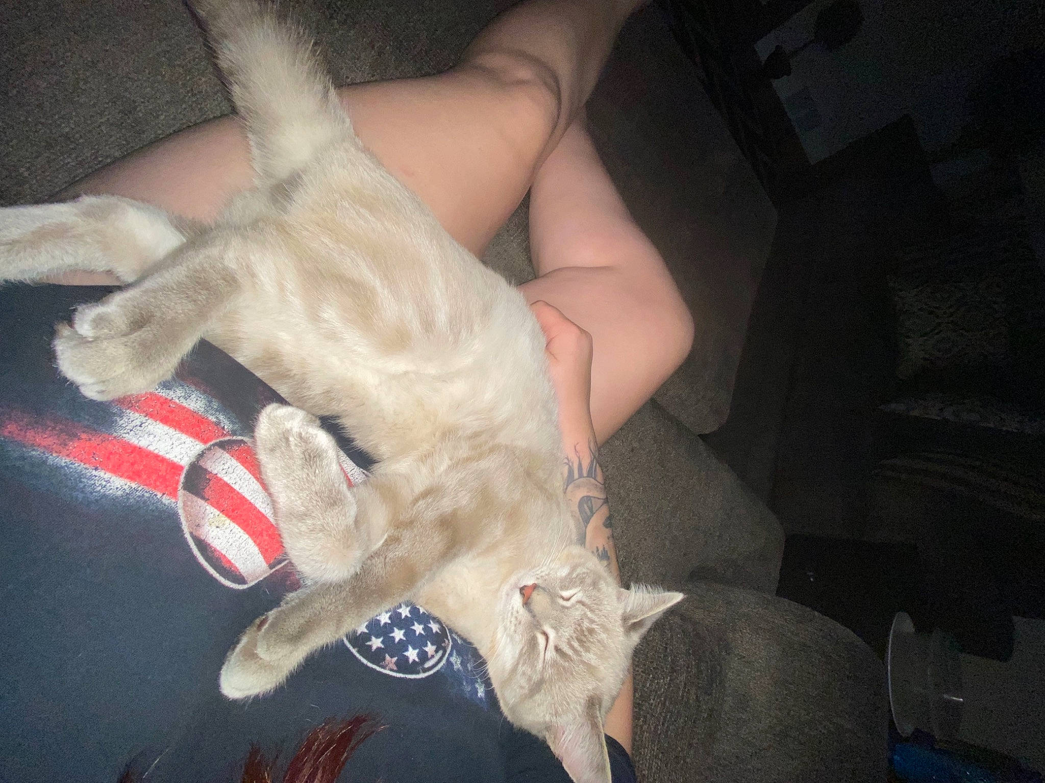 Loki is registered to the contest to win money with this photo: carnivore, cat, comfort, companion_dog, dog_breed, fawn, felidae, foot, gesture, human_leg, jaw, knee, lap, nail, small_to_medium_sized_cats, snout, tail, thigh, whiskers, wrist