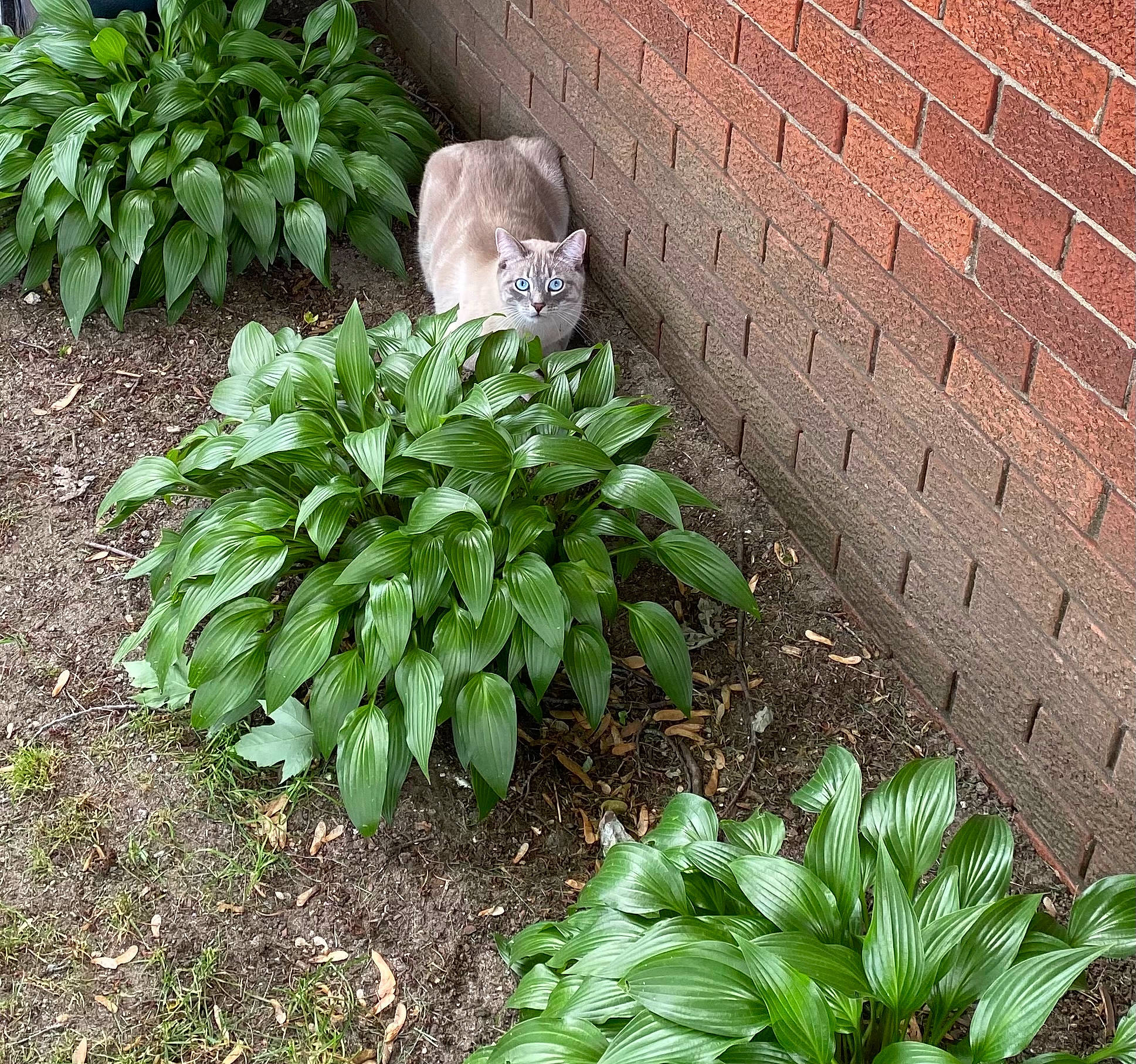 Loki is registered to the contest to win money with this photo: annual_plant, arecales, botany, brick, brickwork, felidae, flowering_plant, garden, grass, green, groundcover, landscape, landscaping, leaf, plant, road_surface, shrub, sidewalk, soil, terrestrial_plant