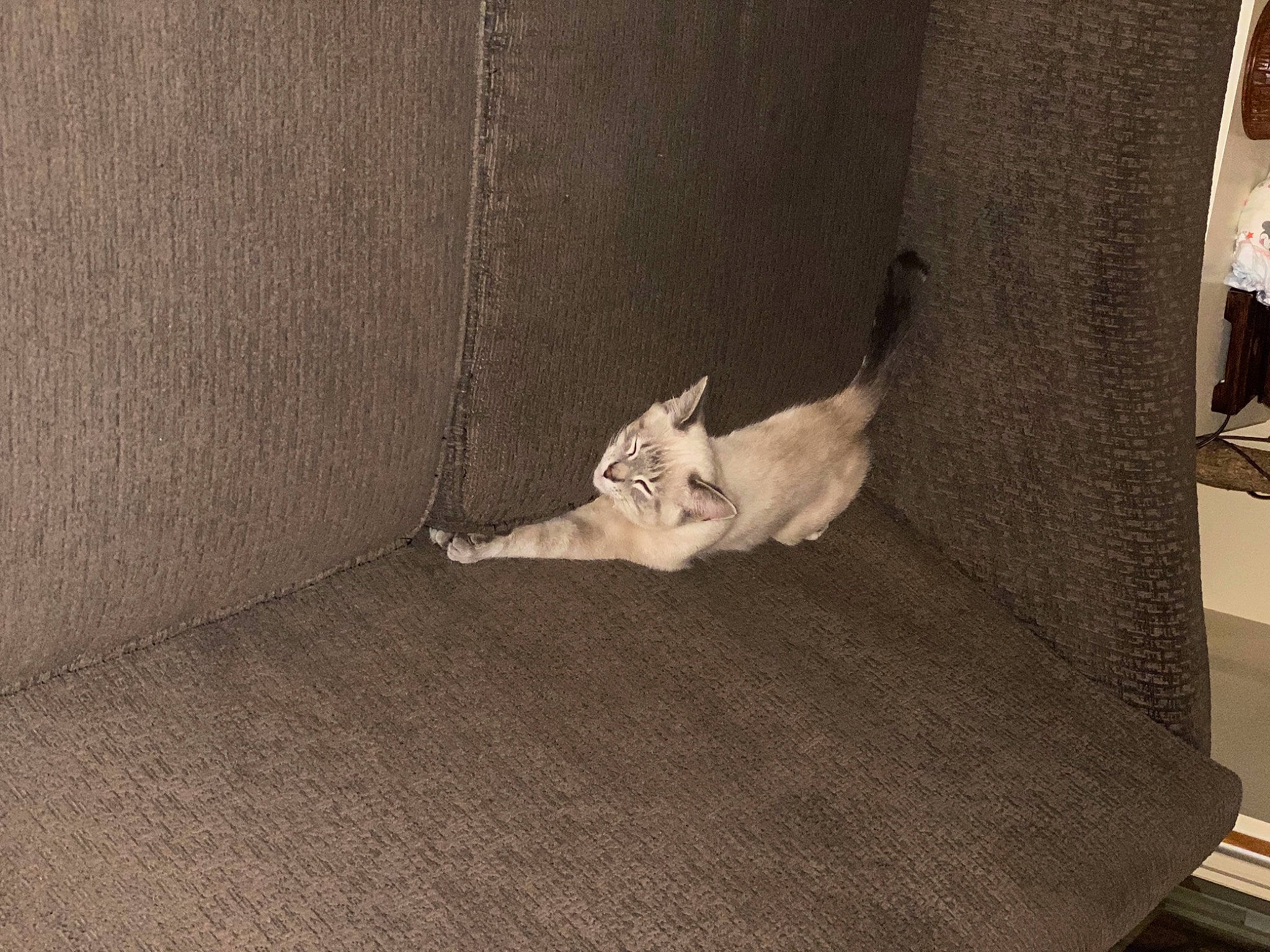 Loki joined the competition — help win amazing prizes! canidae, carnivore, cat, comfort, couch, dog_breed, domestic_short_haired_cat, fawn, felidae, flooring, fur, grey, hardwood, human_leg, monochrome_photography, small_to_medium_sized_cats, tail, tints_and_shades, whiskers, wood