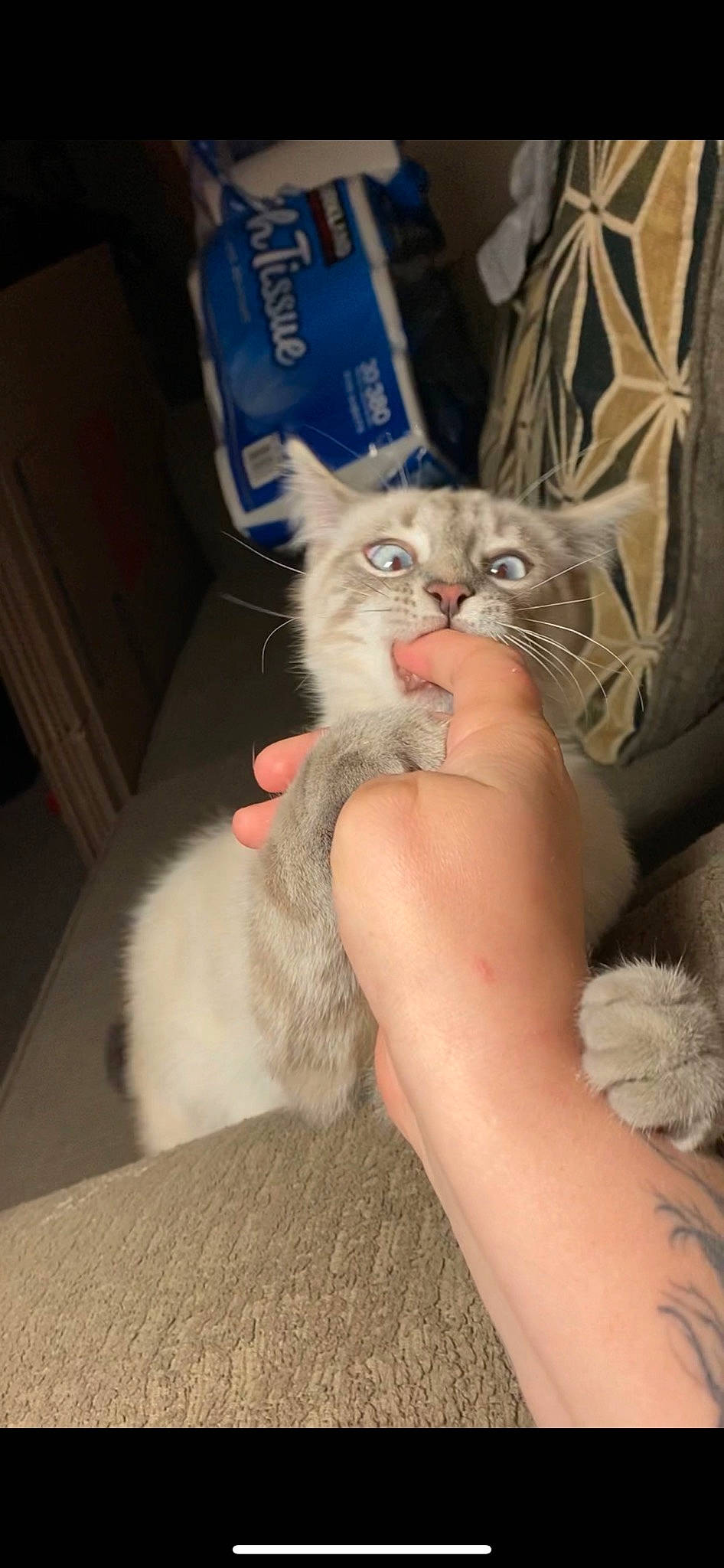 Loki is registered to the contest to win money with this photo: bed, box, carnivore, cat, claw, comfort, domestic_short_haired_cat, fawn, felidae, foot, fur, human_leg, lap, nail, paw, small_to_medium_sized_cats, snout, tail, thigh, whiskers