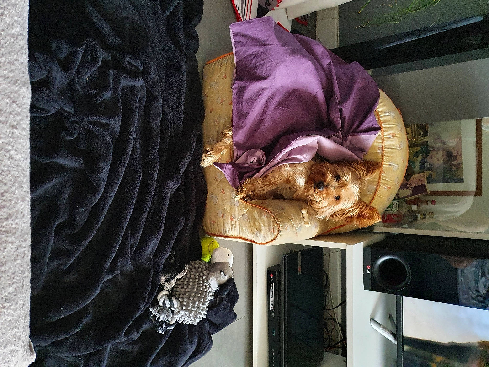 Mayko participe au concours pour gagner de l'argent avec cette photo : purple