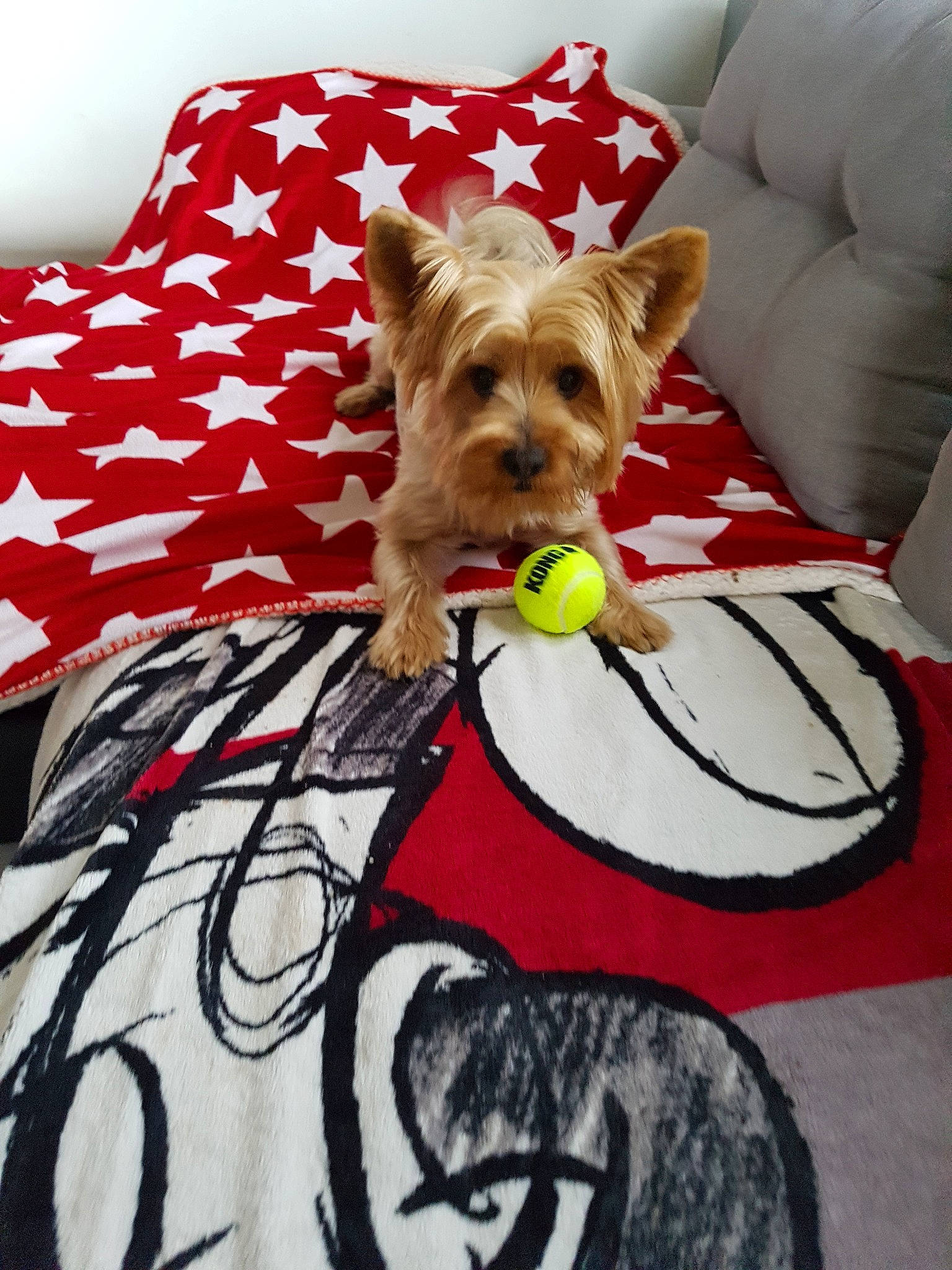 Mayko participe au concours pour gagner de l'argent avec cette photo : australian_terrier, canidae, carnivore, companion_dog, dog, dog_breed, dog_clothes, mammal, small_terrier, terrier, textile, toy_dog, yorkshire_terrier