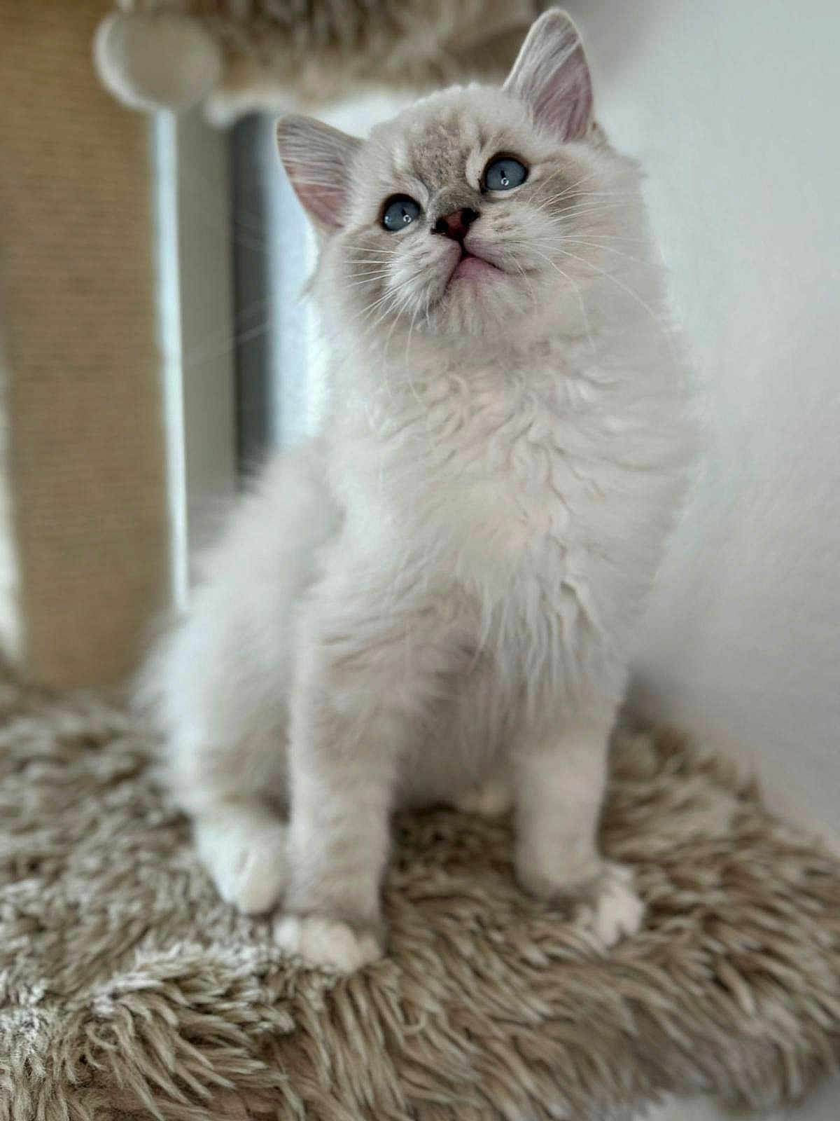 Keops participe au concours pour gagner de l'argent avec cette photo : kitten, cat, fluffy, blue_eyes, pet, animal, feline, cute, young_cat, whiskers, soft_texture, indoor, fur, sitting, portrait, closeup, fuzzy_surface, looking_up, domestic_cat, adorable