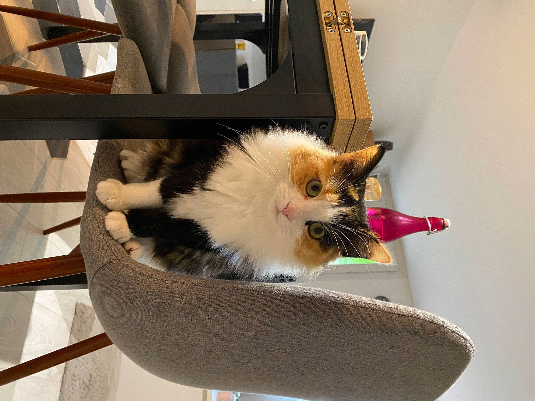 Lua a rejoint le concours — aidez-le/la à gagner de superbes lots ! carnivore, cat, cat_supply, chair, comfort, companion_dog, domestic_short_haired_cat, fashion_accessory, fawn, felidae, flowerpot, fur, outdoor_furniture, pet_supply, plant, sitting, small_to_medium_sized_cats, tail, whiskers, wood