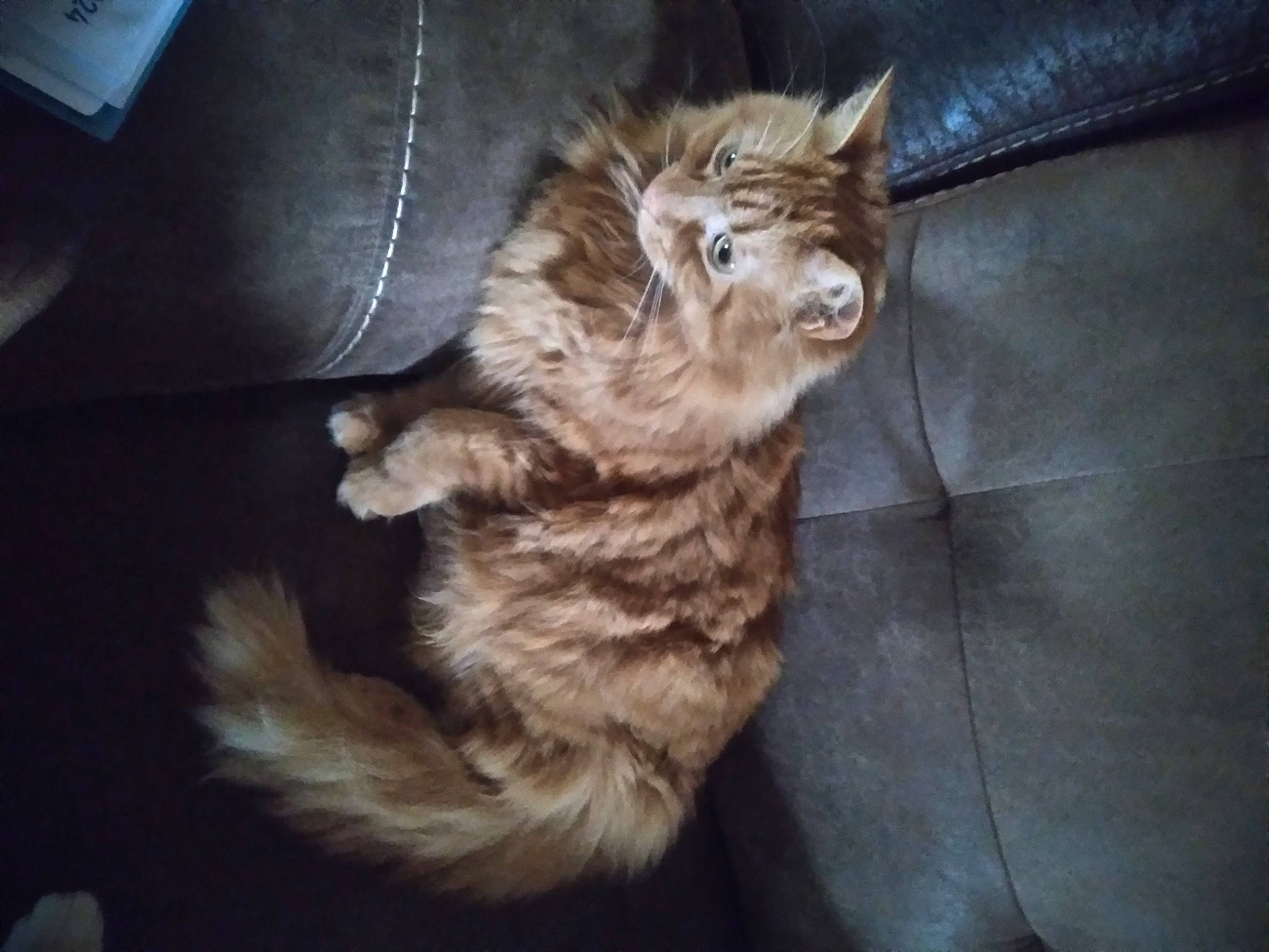 Aslan joined the competition — help win amazing prizes! carnivore, cat, claw, comfort, couch, dog_breed, domestic_short_haired_cat, fawn, felidae, fur, maine_coon, paw, small_to_medium_sized_cats, snout, tail, terrestrial_animal, whiskers, wood