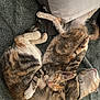 Kitcat joined the competition — help win amazing prizes! animal, blanket, cat, collar, cozy, cuddle, cute, domestic, feline, friendship, fur, indoor, paw, pets, relaxation, resting, sleeping, striped, tabby, whiskers