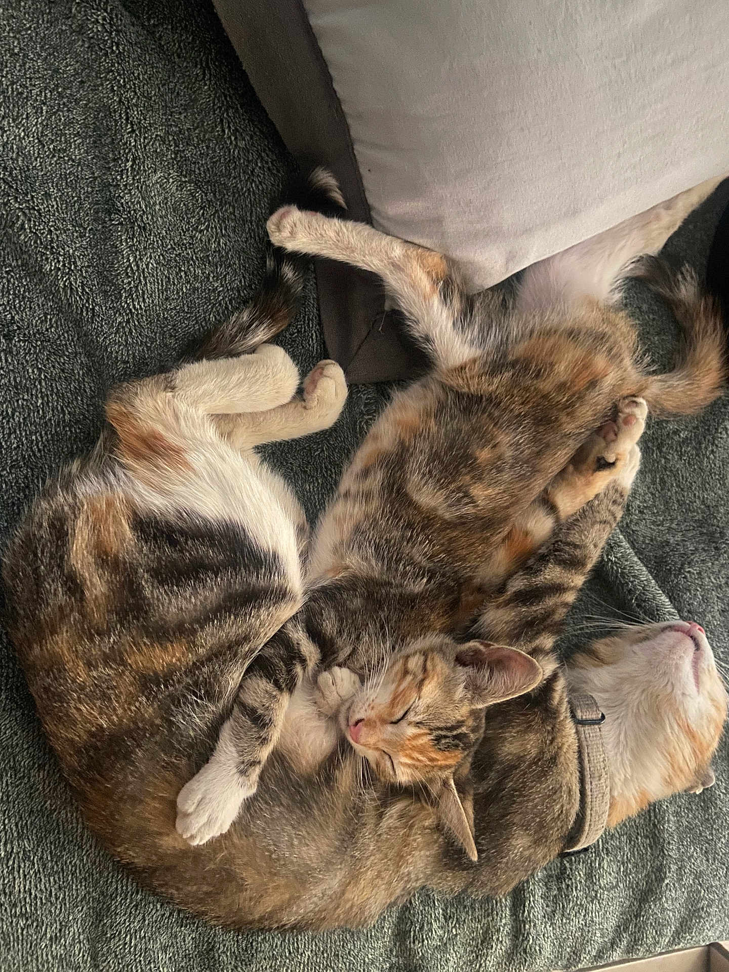 Kitcat