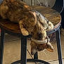 Kitcat is registered to the contest to win money with this photo: animal, brown, cat, collar, ears, floor, fur, home, indoor, paws, pet, quiet, relaxed, resting, side_view, stool, tabby, tile_floor, whiskers, wooden_furniture