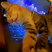 Kitcat joined the competition — help win amazing prizes! animal, cat, closeup, computer, cozy, cute, feline, glowing, home, indoor, keyboard, laptop, paw, pet, relaxed, resting, screen, sleeping, tabby, technology