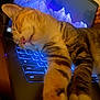 animal, cat, closeup, computer, cozy, cute, feline, glowing, home, indoor, keyboard, laptop, paw, pet, relaxed, resting, screen, sleeping, tabby, technology
