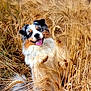 Thorin a rejoint le concours — aidez-le/la à gagner de superbes lots ! agriculture, animal, australian_shepherd, blue_sky, canine, clouds, dog, field, fur, grass, happy, nature, outdoor, pet, playful, smiling, summer, sunlight, tongue_out, wheat_field