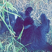 Oreo participe au concours pour gagner de l'argent avec cette photo : grass, organism, plant, tail