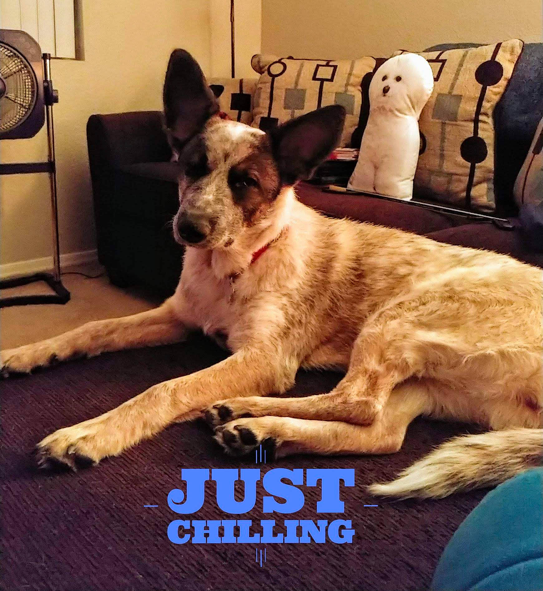 Cheeta joined the competition — help win amazing prizes! carnivore, comfort, companion_dog, dog, dog_breed, dog_supply, electric_fan, fawn, fur, guard_dog, home_appliance, mechanical_fan, non_sporting_group, paw, photo_caption, snout, sporting_group, whiskers, working_animal, working_dog