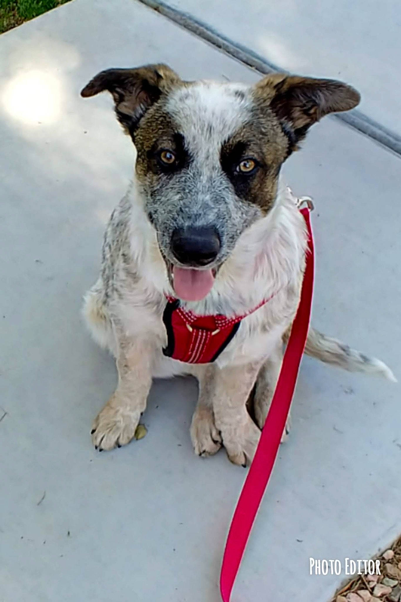 Cheeta is registered to the contest to win money with this photo: art, canidae, carnivore, collar, companion_dog, dog, dog_breed, dog_collar, dog_supply, foot, paw, plant, sporting_group, working_animal, working_dog