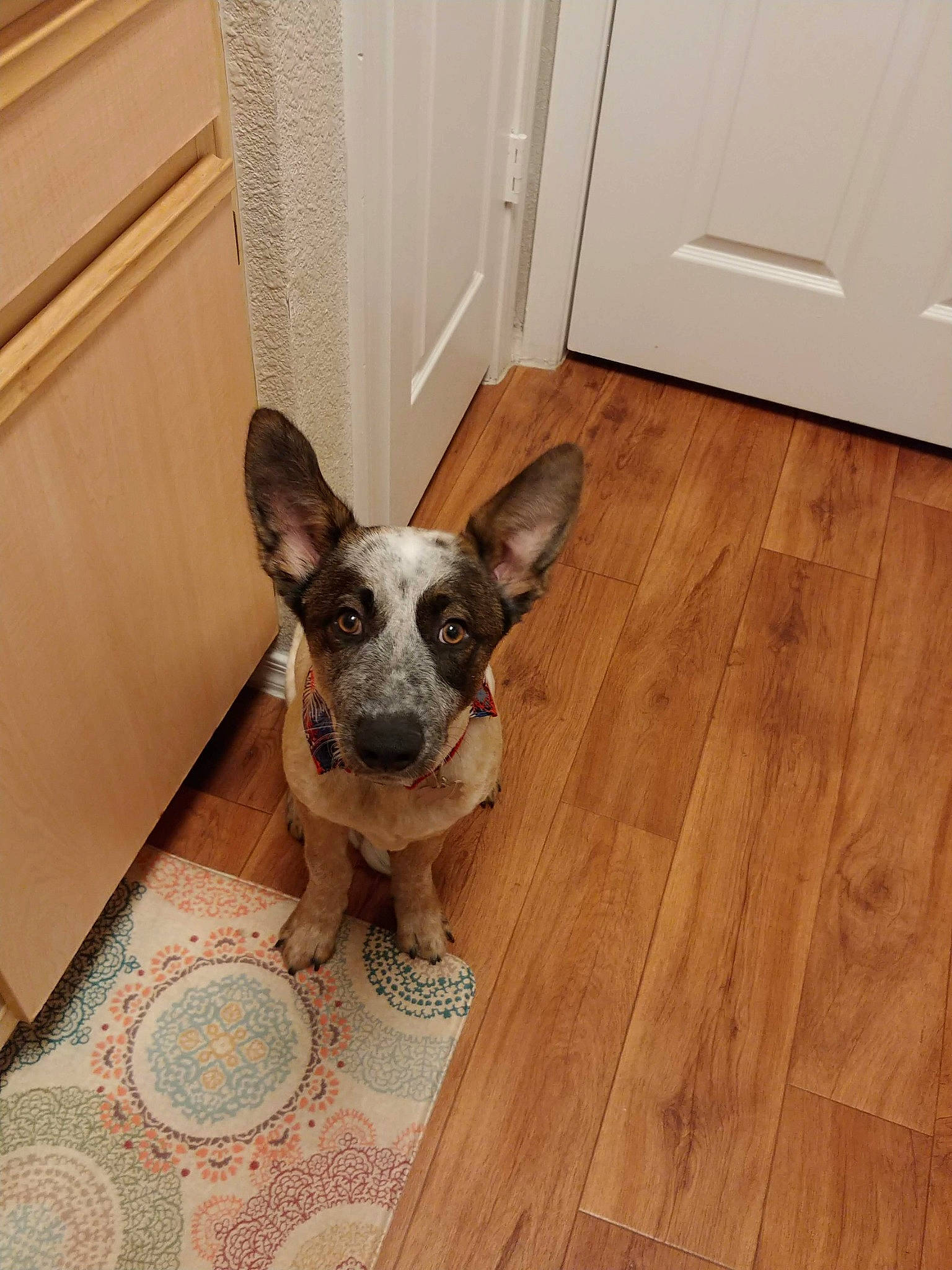 Cheeta joined the competition — help win amazing prizes! canidae, carnivore, comfort, companion_dog, dog, dog_breed, door, fawn, floor, flooring, hardwood, laminate_flooring, snout, tail, toy_dog, whiskers, wood, wood_flooring, wood_stain, working_animal