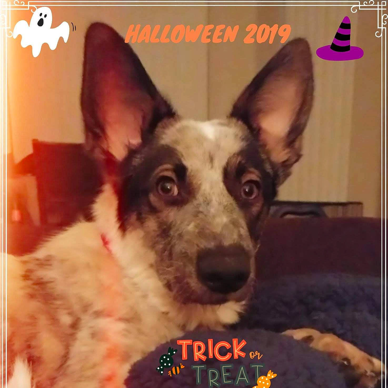 Cheeta joined the competition — help win amazing prizes! canidae, carnivore, collar, companion_dog, dog, dog_breed, font, happy, photo_caption, picture_frame, publication, rectangle, snapshot, snout, sporting_group, square, terrestrial_animal, texas_heeler, whiskers, working_animal