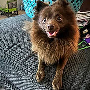Charles Barkley is registered to the contest to win money with this photo: dog, brown, fluffy, pet, animal, indoor, blanket, texture, laundry_basket, happy, smiling, fur, small_dog, cozy, home, carpet, eyes, mouth, expression, sitting