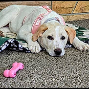Zoey is registered to the contest to win money with this photo: dog, puppy, white_dog, pink_harness, blanket, carpet, toy, bone_toy, indoor, pet, lying_down, cute, animal, resting, calm, domestic, fur, ears, face, floor