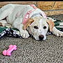 dog, puppy, white_dog, pink_harness, blanket, carpet, toy, bone_toy, indoor, pet, lying_down, cute, animal, resting, calm, domestic, fur, ears, face, floor