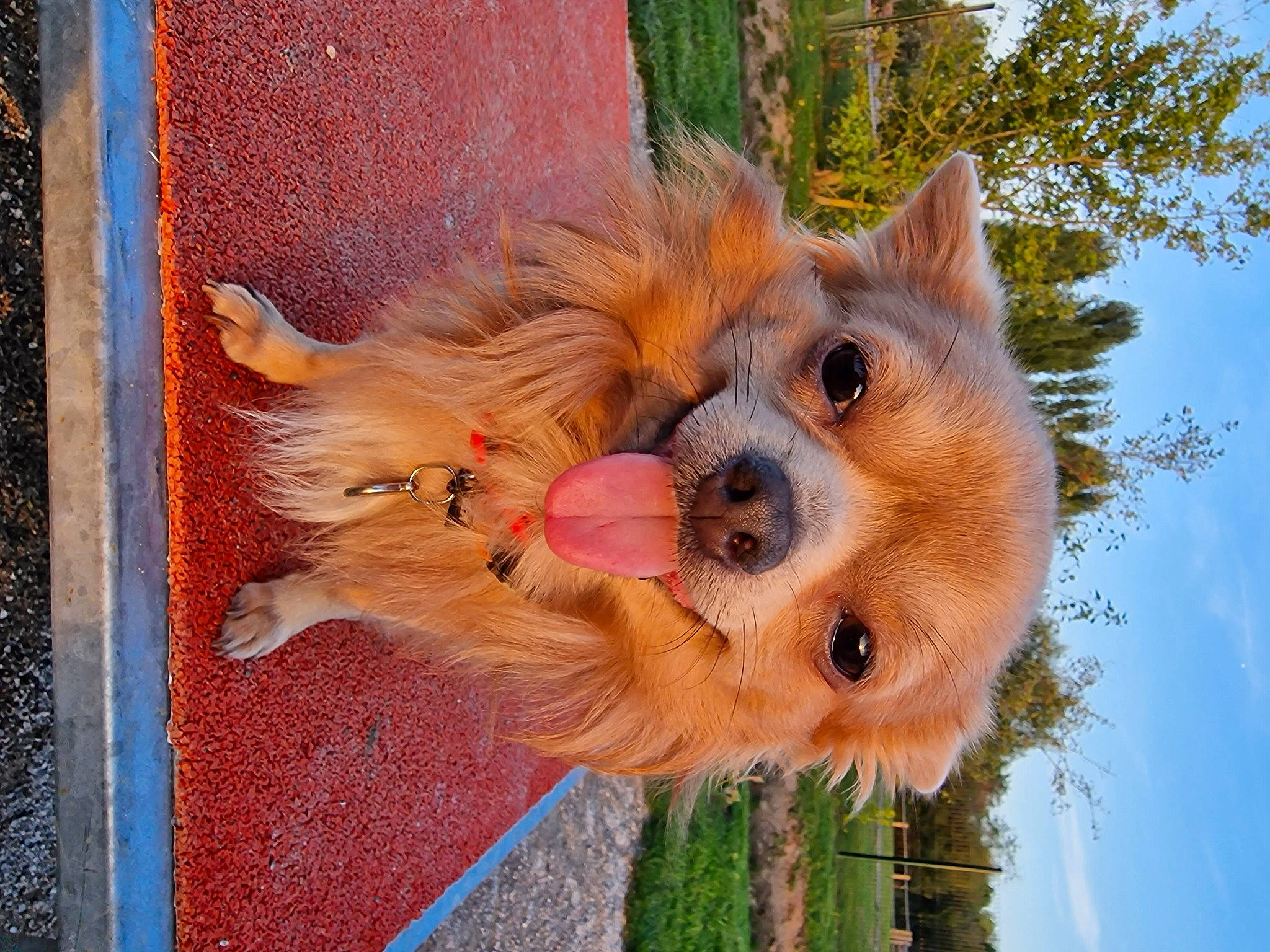 Shadow participe au concours pour gagner de l'argent avec cette photo : canidae, carnivore, cloud, companion_dog, dog, dog_breed, dog_supply, fawn, fox, fur, plant, sky, snout, spitz, sporting_group, tail, toy_dog, tree, whiskers, wood