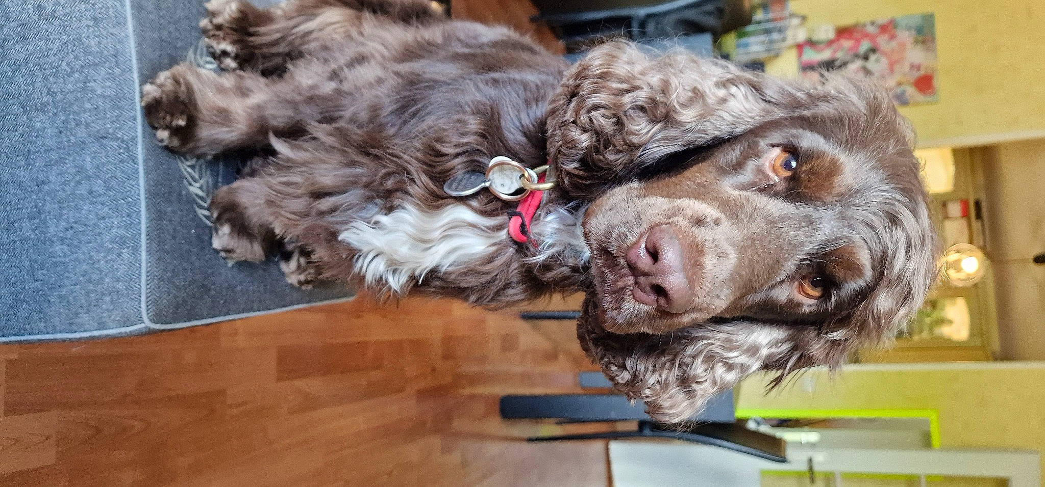 Raillo participe au concours pour gagner de l'argent avec cette photo : canidae, carnivore, collar, companion_dog, dog, dog_breed, dog_collar, flooring, fur, gun_dog, hardwood, liver, plank, snout, spaniel, sporting_group, varnish, water_dog, wood, wood_stain