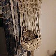 Rosie is registered to the contest to win money with this photo: animal, cat, cozy, curious, curtains, cushion, domestic_cat, floor, furniture, hanging_chair, home_decor, indoor, macrame, patterned_curtains, pet, relaxing, sitting, tabby_cat, wall, warm_lighting