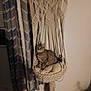 animal, cat, cozy, curious, curtains, cushion, domestic_cat, floor, furniture, hanging_chair, home_decor, indoor, macrame, patterned_curtains, pet, relaxing, sitting, tabby_cat, wall, warm_lighting