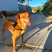 Sami participe au concours pour gagner de l'argent avec cette photo : animal, blue_sky, brown_dog, canine, daytime, dog, happy, harness, leash, nature, outdoor, panting, paved_road, pet, shadow, summer, sunlight, tree, walking, wall