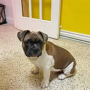Rocky is registered to the contest to win money with this photo: puppy, dog, brown, white, floor, indoor, door, yellow_wall, pet, sitting, cute, animal, young, canine, fur, ears, eyes, nose, portrait, house