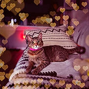 Stormi is registered to the contest to win money with this photo: alert, animal, blanket, bokeh_lights, cat, couch, cozy, ears, feline, fur, heart_bokeh, indoor, patterned_fabric, pet, pillow, pink_collar, relaxed, soft_lighting, tabby, whiskers