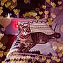 alert, animal, blanket, bokeh_lights, cat, couch, cozy, ears, feline, fur, heart_bokeh, indoor, patterned_fabric, pet, pillow, pink_collar, relaxed, soft_lighting, tabby, whiskers