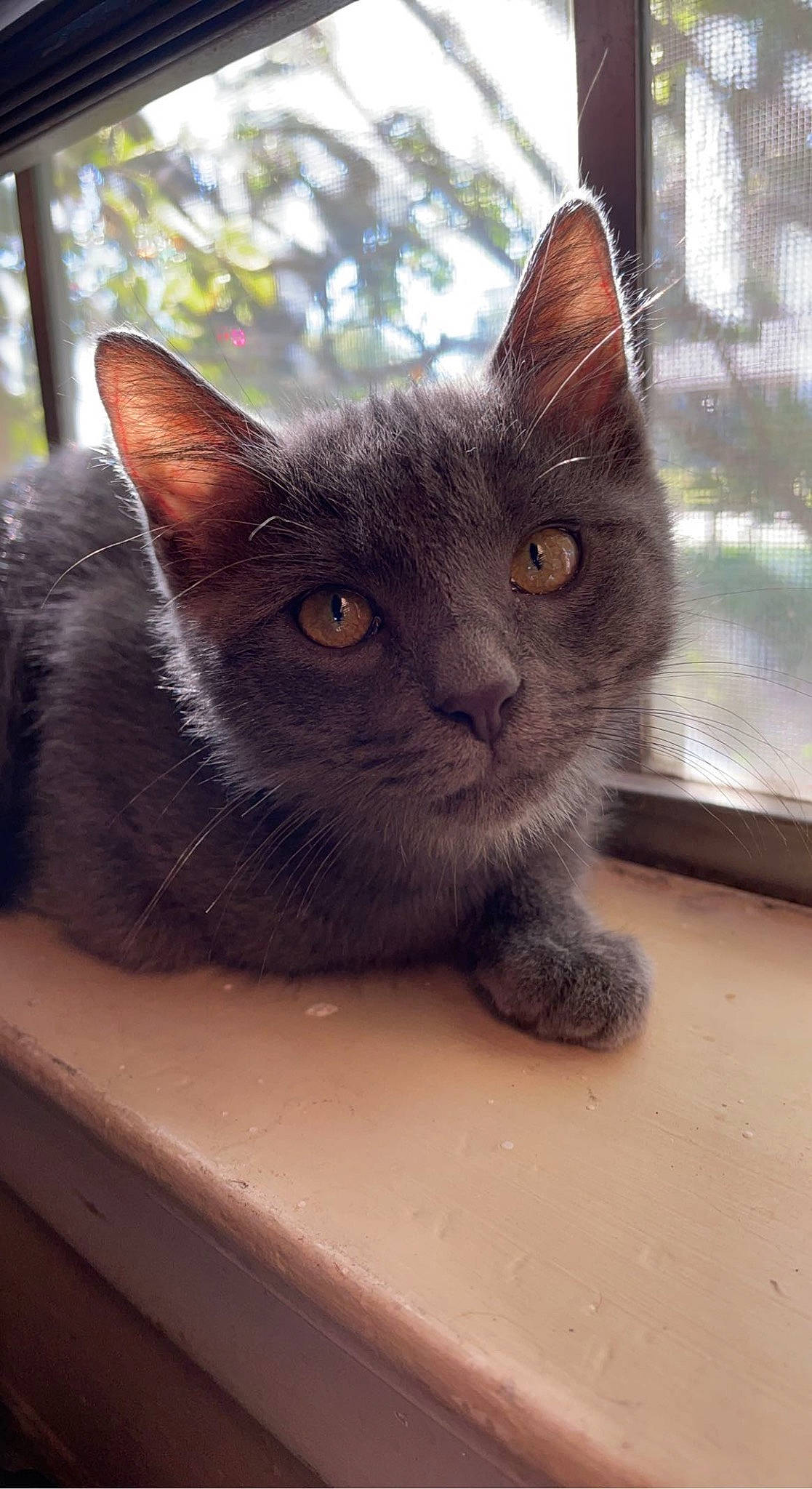 Ian joined the competition — help win amazing prizes! black_cat, carnivore, cat, cat_furniture, domestic_short_haired_cat, felidae, fur, grey, iris, mammal, sitting, small_to_medium_sized_cats, snout, tail, terrestrial_animal, vertebrate, whiskers, window, wood