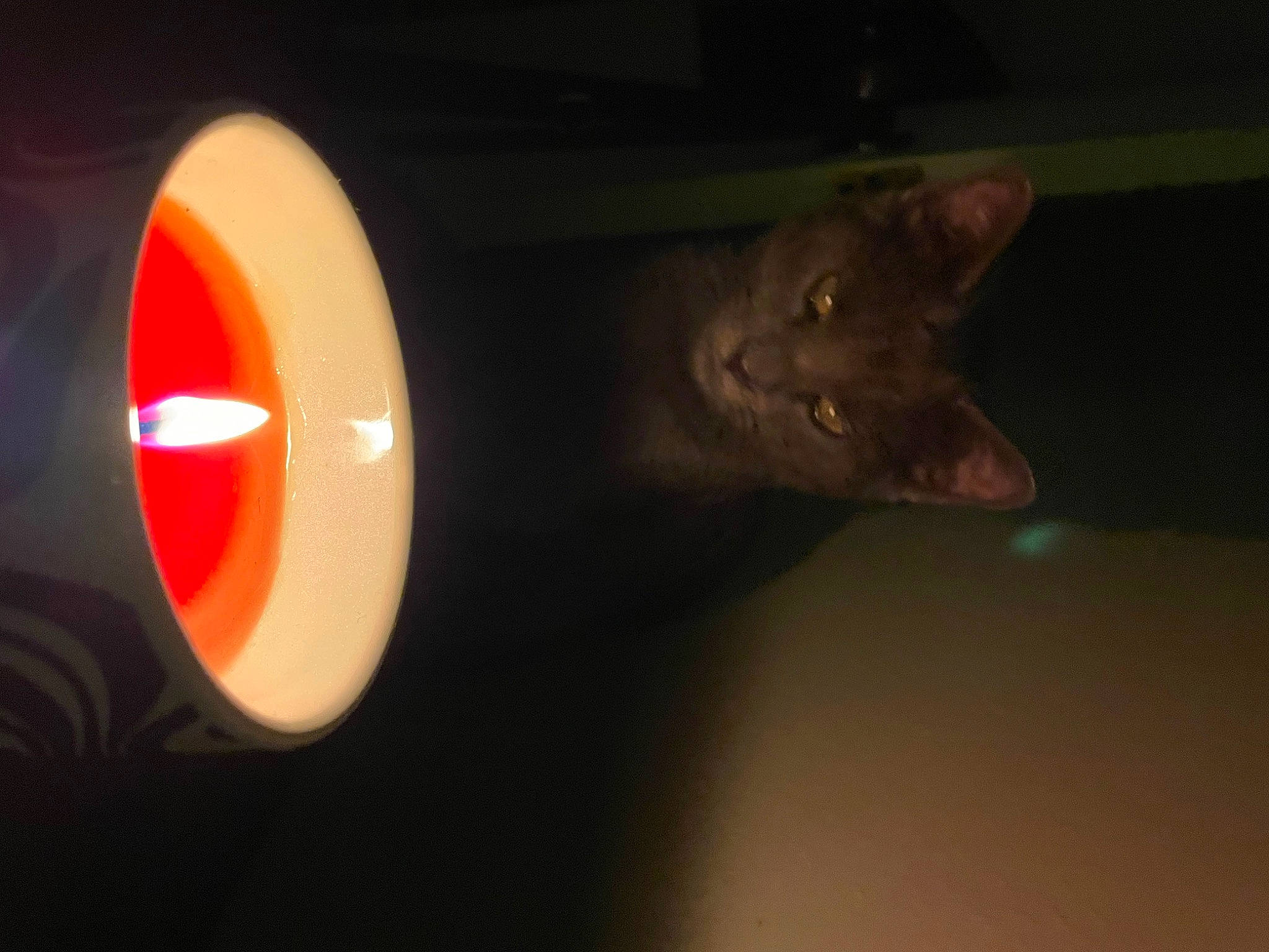 Ian is registered to the contest to win money with this photo: automotive_lighting, carnivore, cat, circle, darkness, domestic_short_haired_cat, felidae, light_fixture, night, room, small_to_medium_sized_cats, still_life_photography, tail, wax, whiskers, wood