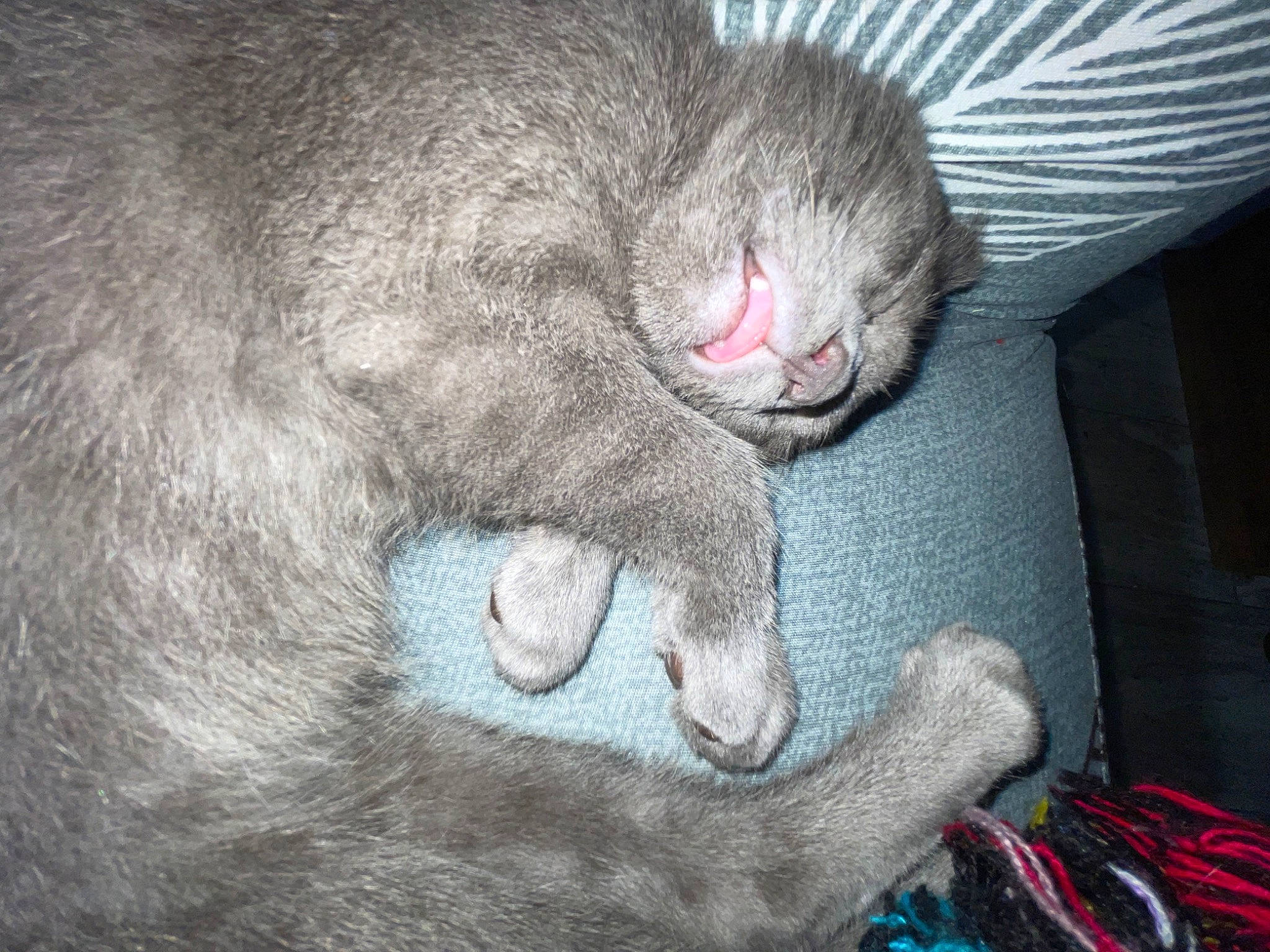 Ian is registered to the contest to win money with this photo: carnivore, cat, claw, comfort, domestic_short_haired_cat, ear, felidae, fur, grey, nap, paw, russian_blue, sleep, small_to_medium_sized_cats, snout, tail, terrestrial_animal, whiskers