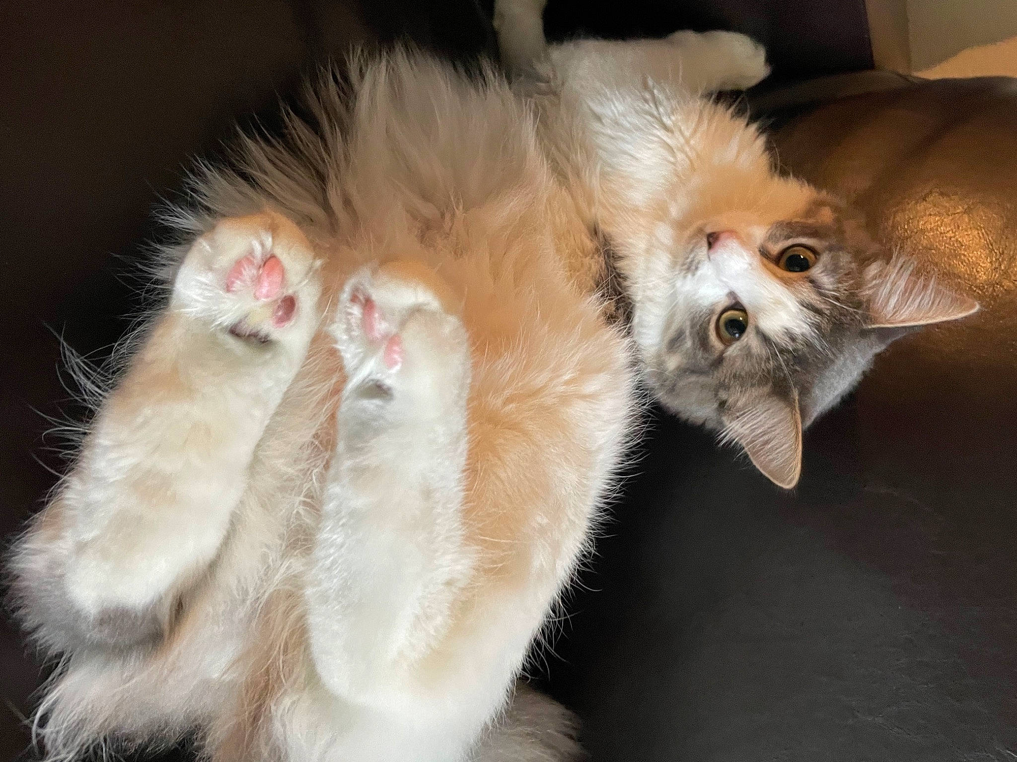 Yumi is registered to the contest to win money with this photo: canidae, carnivore, cat, claw, companion_dog, fang, fawn, felidae, fur, paw, small_to_medium_sized_cats, snout, tail, terrestrial_animal, whiskers