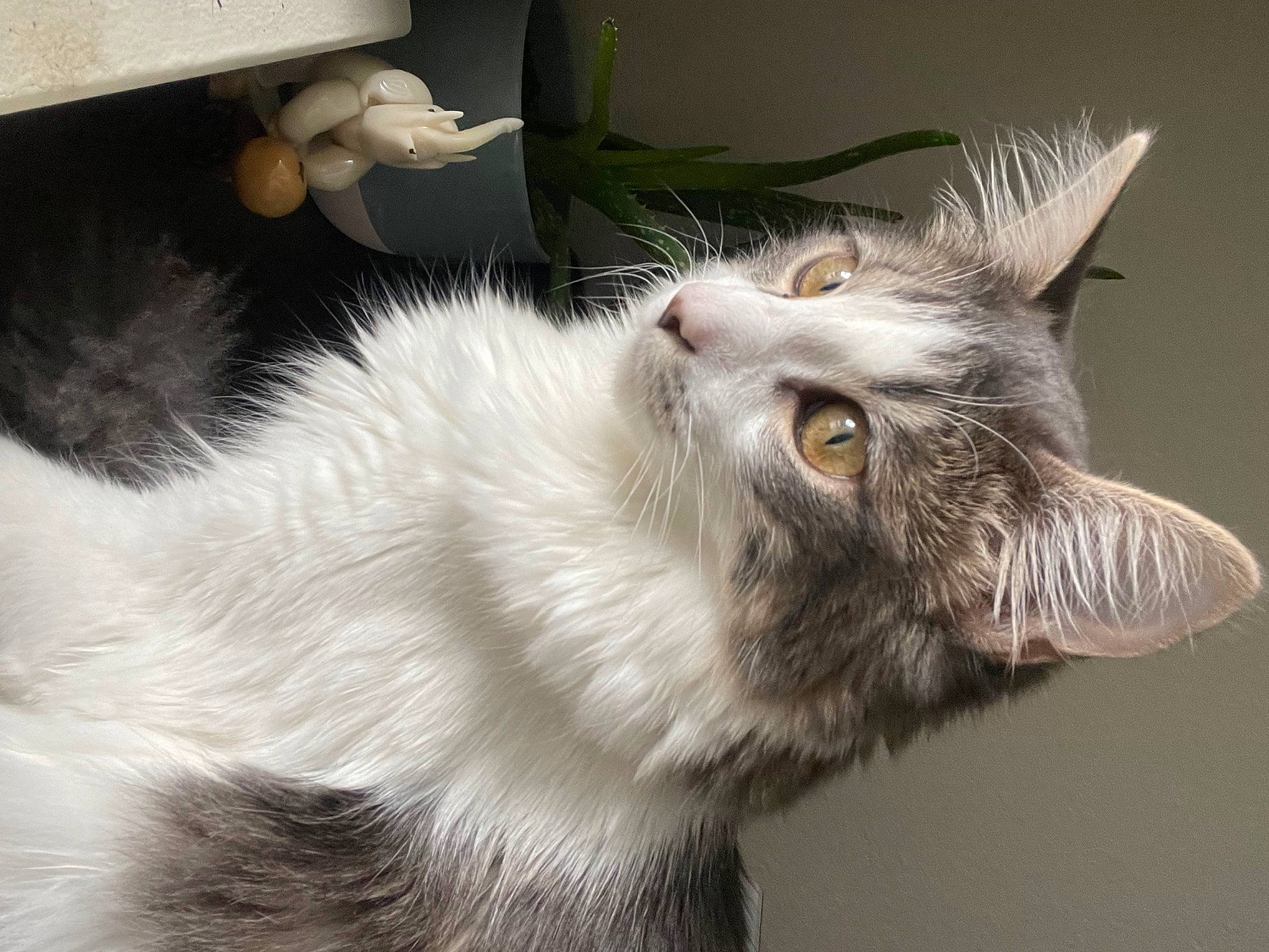 Yumi joined the competition — help win amazing prizes! carnivore, cat, claw, domestic_short_haired_cat, ear, eye, felidae, fur, paw, plant, small_to_medium_sized_cats, snout, tail, whiskers