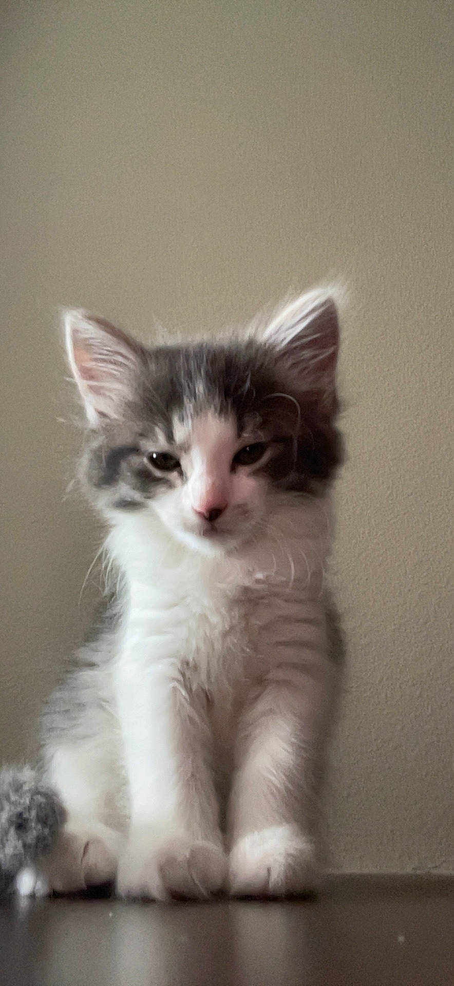 Yumi is registered to the contest to win money with this photo: carnivore, cat, claw, domestic_short_haired_cat, door, ear, felidae, fur, paw, plant, small_to_medium_sized_cats, tail, whiskers, window