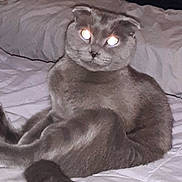 Bullet joined the competition — help win amazing prizes! cat, grey_cat, scottish_fold, pet, bed, blanket, pillow, indoor, furniture, fur, tail, whiskers, sitting, portrait, flash, glowing_eyes, cute, domestic_animal, sleeping_area, closeup