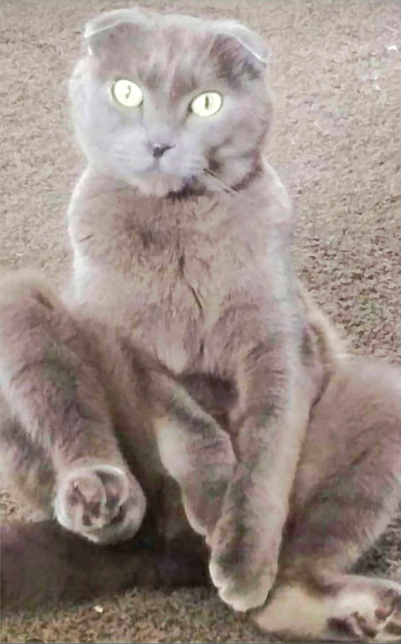 Bullet joined the competition — help win amazing prizes! cat, gray_cat, feline, pet, sitting, carpet, paws, whiskers, bright_eyes, fur, portrait, indoor, scottish_fold, folded_ears, cute, relaxed, looking_at_camera, close_up, mammal, household_pet