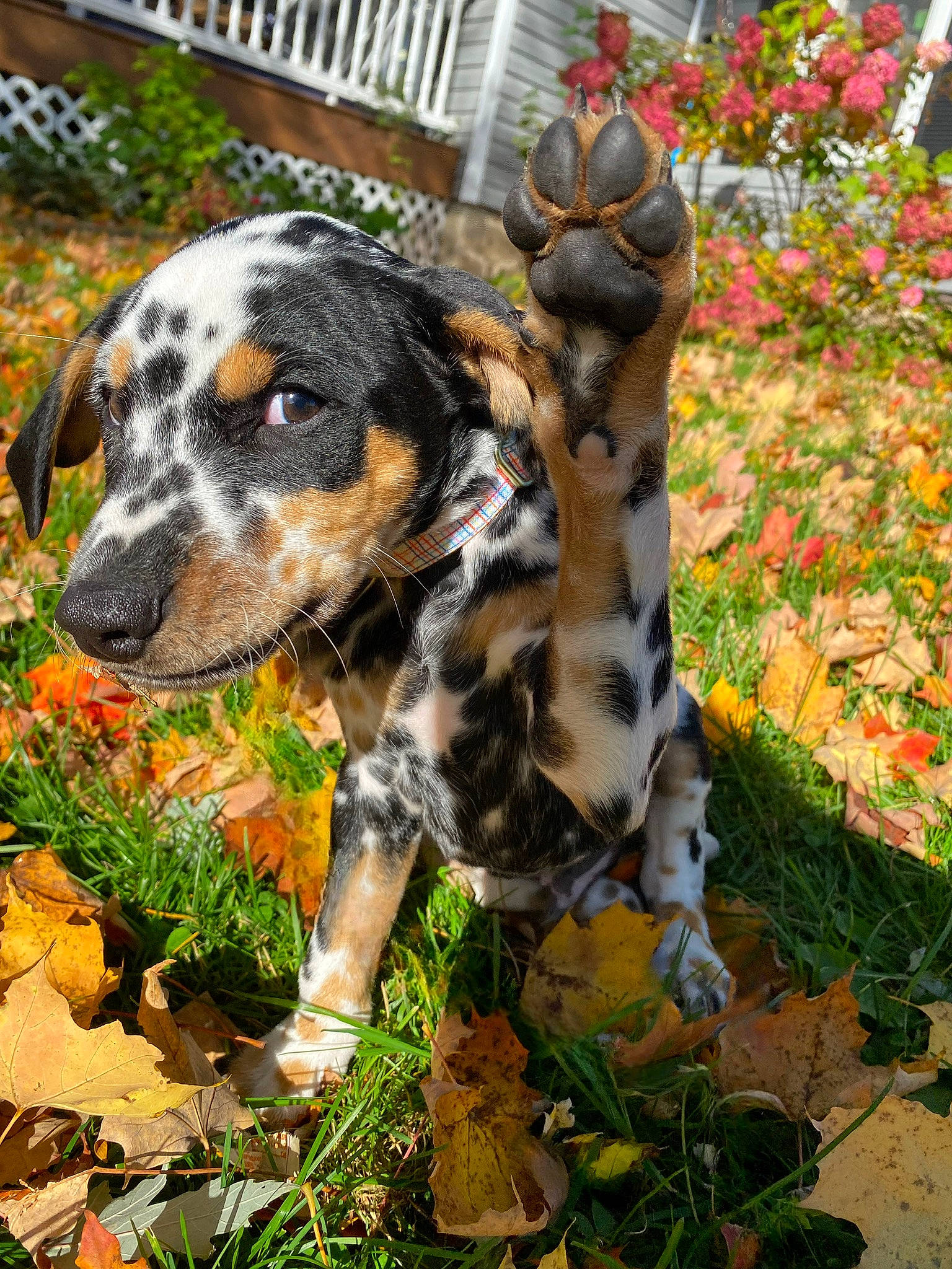 Jaxson is registered to the contest to win money with this photo: canidae, carnivore, companion_dog, dalmatian, dog, dog_breed, fawn, fence, garden, grass, groundcover, military_camouflage, pattern, plant, snout, sporting_group, tail, terrestrial_animal, whiskers, working_animal