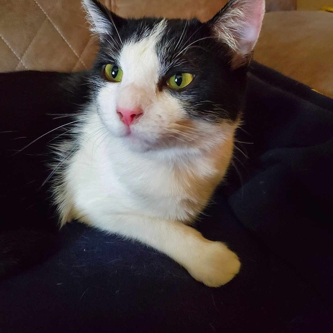 Gizmo