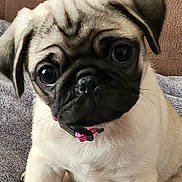 Teresa Dawson joined the competition — help win amazing prizes! puppy, dog, pug, close_up, portrait, pet, cute, young_dog, fur, animal, indoor, sitting, collar, small_dog, face, ears, nose, whiskers, expression, blanket