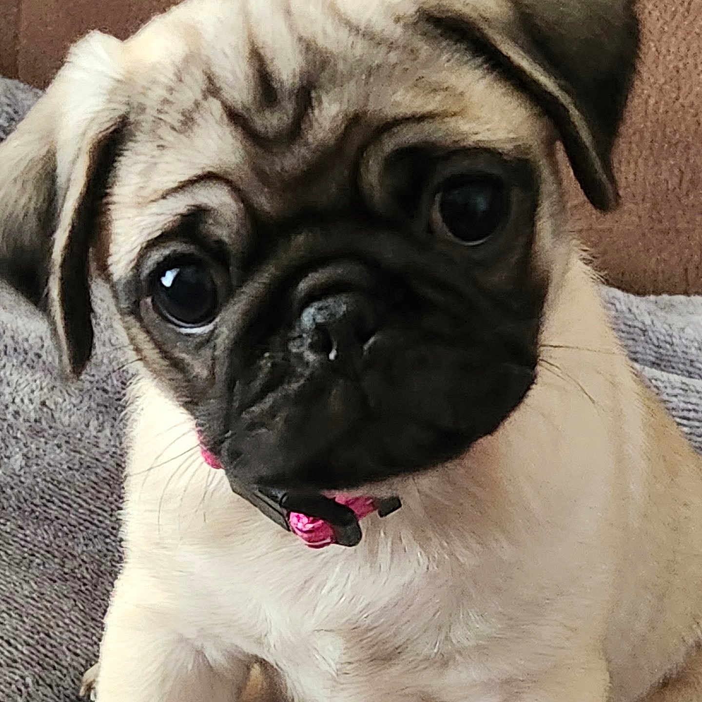Teresa Dawson joined the competition — help win amazing prizes! animal, blanket, close_up, collar, cute, dog, ears, expression, face, fur, indoor, nose, pet, portrait, pug, puppy, sitting, small_dog, whiskers, young_dog
